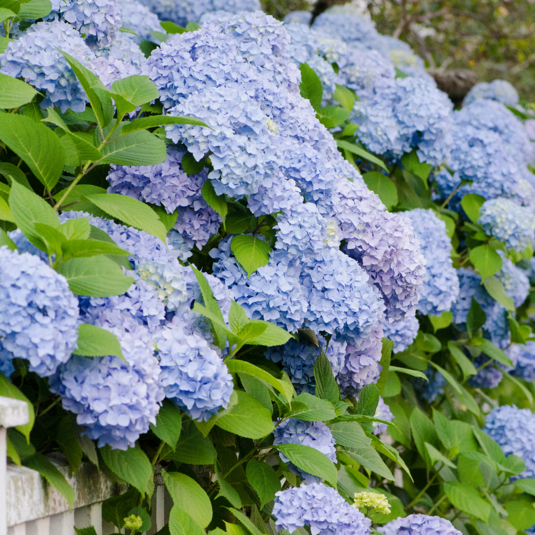 Vibrant Light Blue Hydrangea Hybrid Flower Plant for Garden & Home Decor