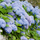 Vibrant Light Blue Hydrangea Hybrid Flower Plant for Garden & Home Decor