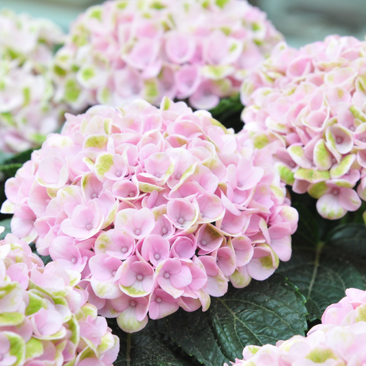 Vibrant Light Pink Hydrangea Hybrid Plant: Easy-Care Flowering Shrub for Gardens