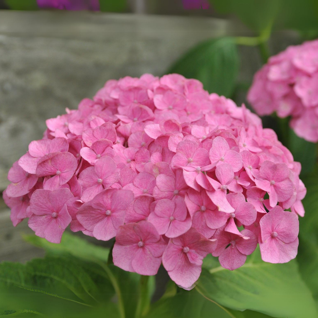 Vibrant Pink Hydrangea Live Plant: Beautiful Hybrid Flower for Your Garden