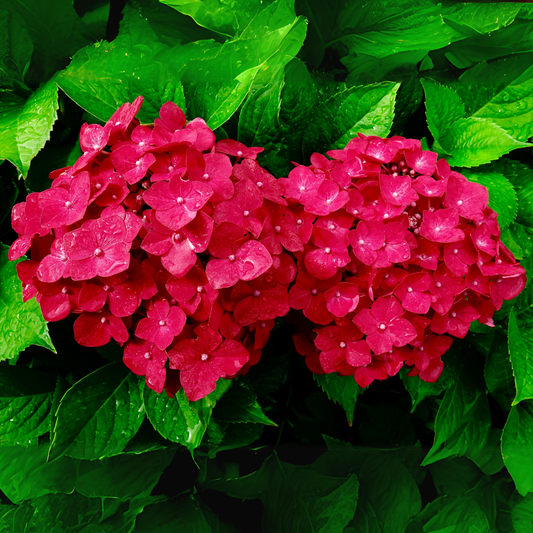 Vibrant Red Hydrangea Hybrid Flower Plant - Live Nursery Specimen