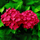 Vibrant Red Hydrangea Hybrid Flower Plant - Live Nursery Specimen