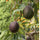 Lamb Hass Avocado Seeds – Pack of 2 - Fruit Seeds