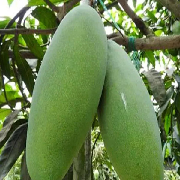 Mango Plant (Malda (Fazli)) ) Live Mango 1 Plant (Mangifera indica) – Grafted Variety  -Fruit Plants