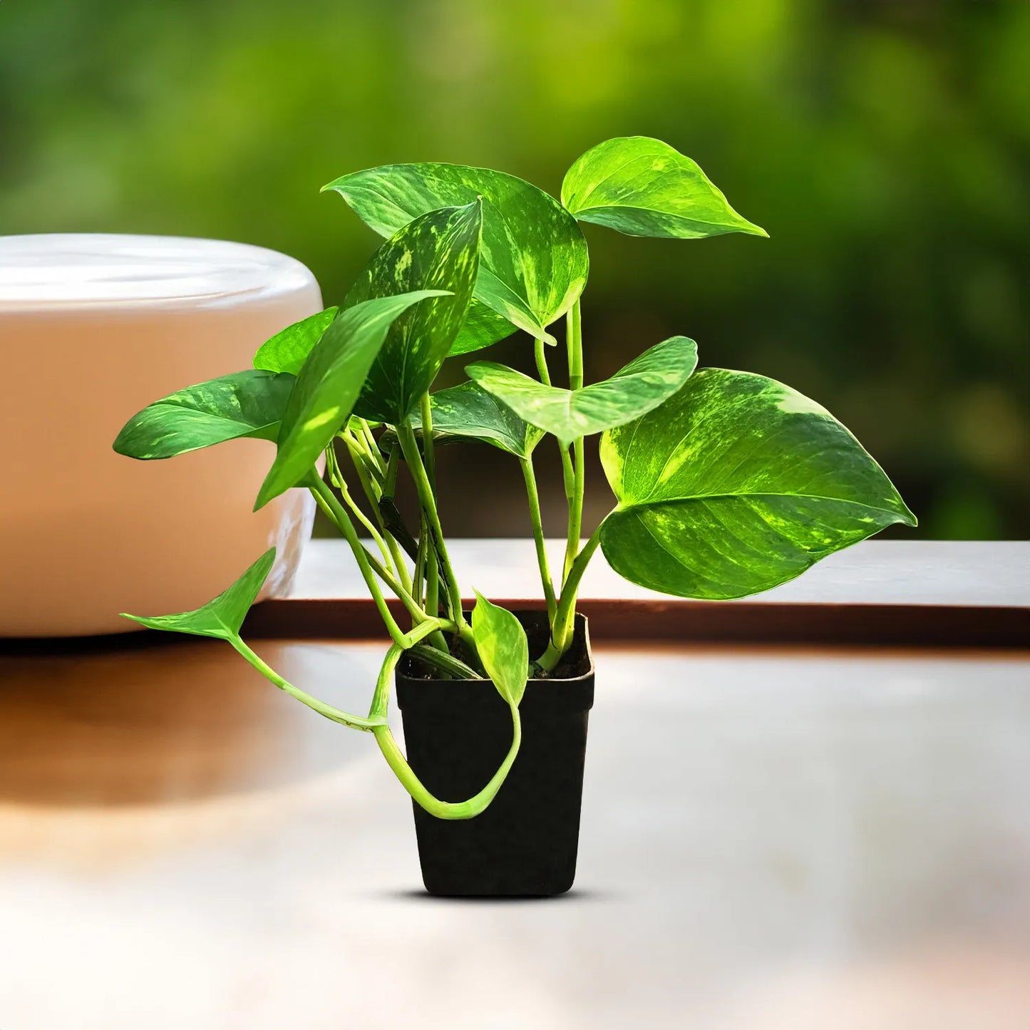 Money Plant Live (Pack of 1) | Indoor Air Purifier Plant for Home Decoration | Big Indoor Plant for Living Room - Best Selling