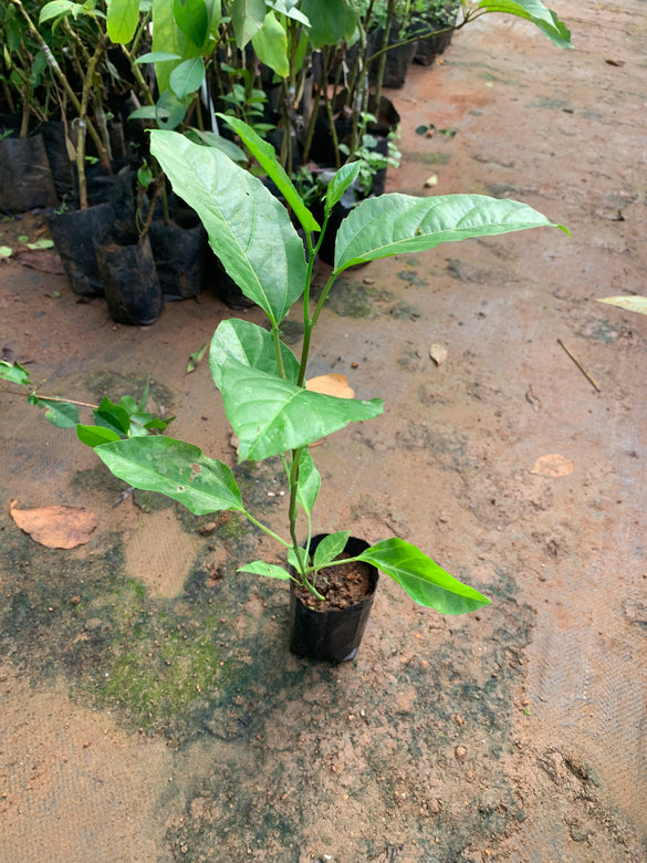 Brazilian Giant Yellow Fashionfruit live Plant