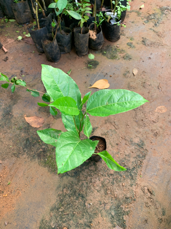 Brazilian Giant Yellow Fashionfruit live Plant