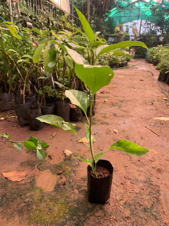 Brazilian Giant Yellow Fashionfruit live Plant