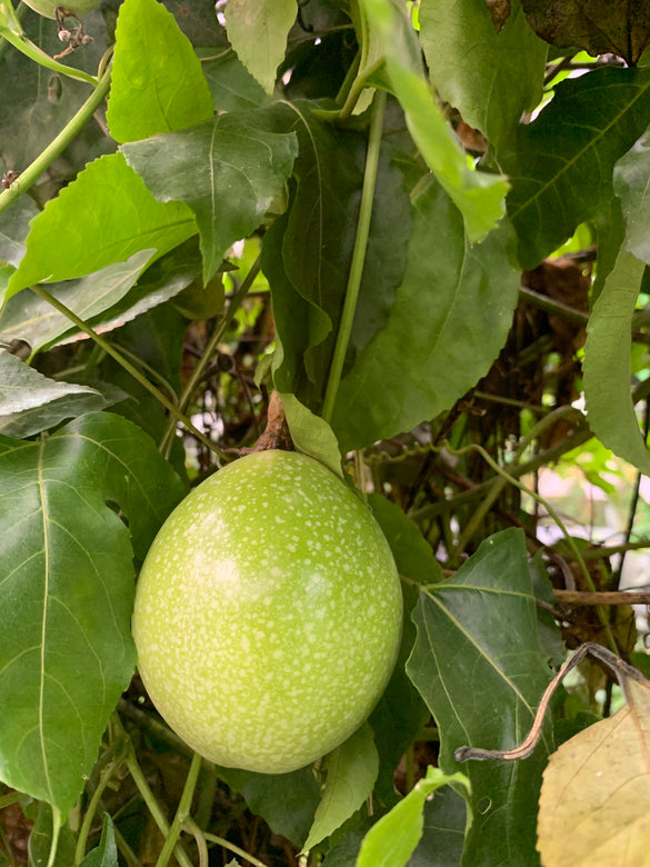 Brazilian Giant Yellow Fashionfruit live Plant