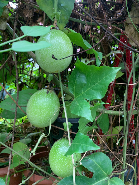 Brazilian Giant Yellow Fashionfruit live Plant