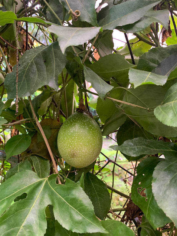 Brazilian Giant Yellow Fashionfruit live Plant