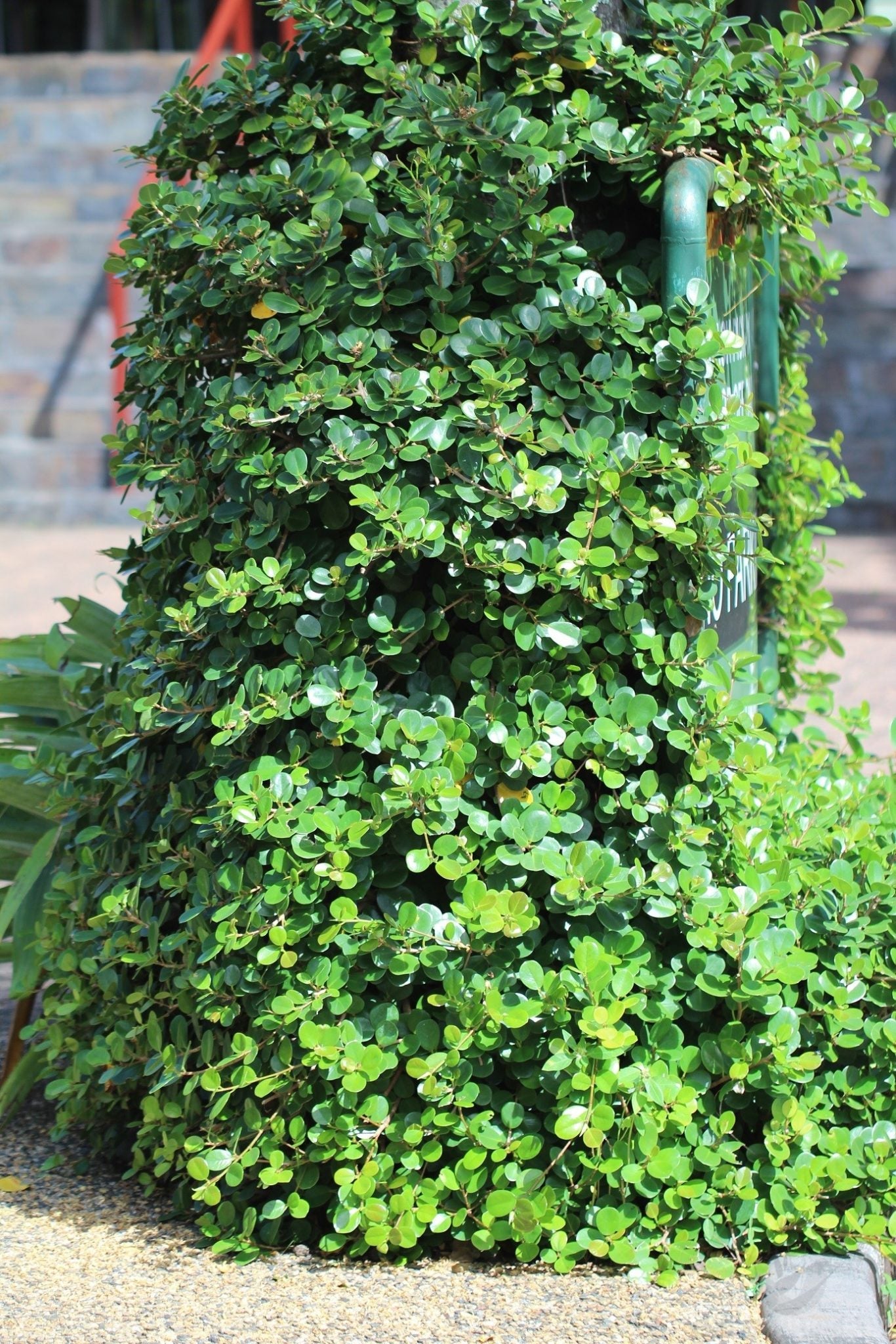 Live Ficus Microcarpa Ithi Plant: Air-Purifying Indoor Medicinal Greenery