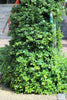 Live Ficus Microcarpa Ithi Plant: Air-Purifying Indoor Medicinal Greenery