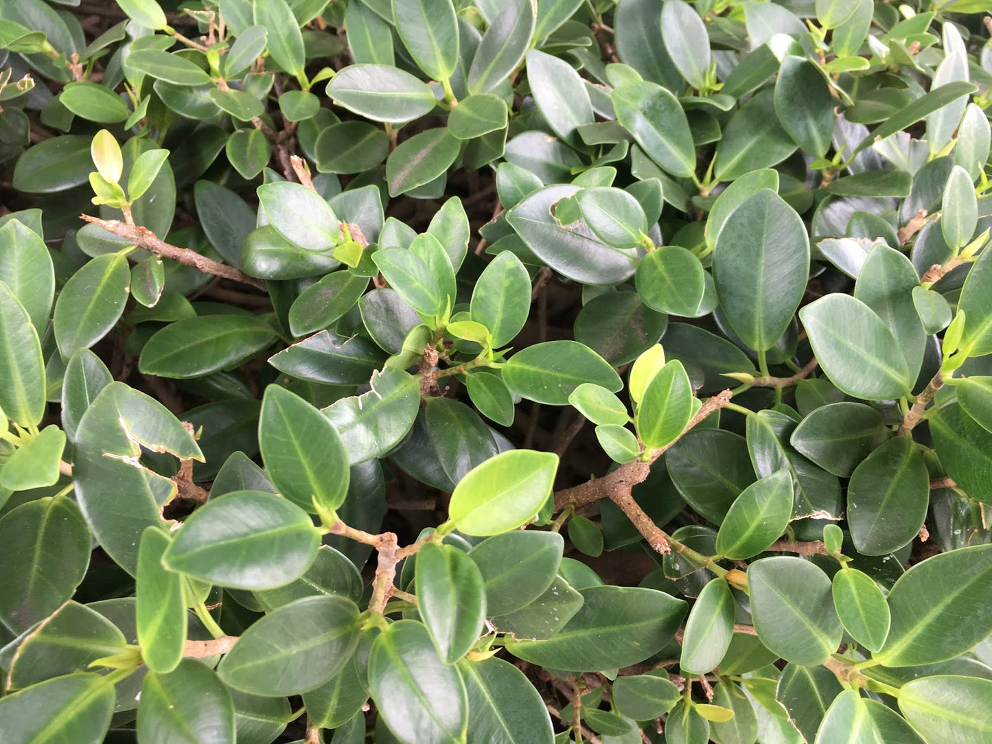 Live Ficus Microcarpa Ithi Plant: Air-Purifying Indoor Medicinal Greenery