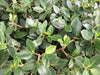 Live Ficus Microcarpa Ithi Plant: Air-Purifying Indoor Medicinal Greenery