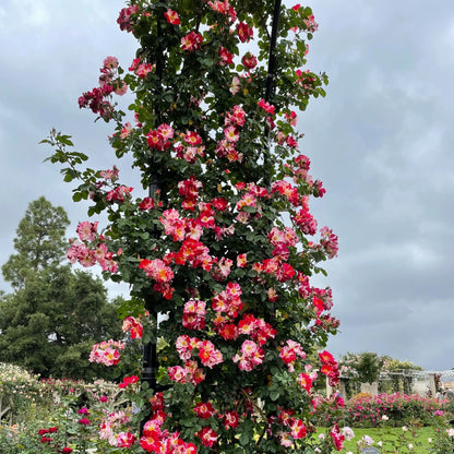 Exotic Hybrid Climbing Rose Flower Seeds – Pack of 20  - Fourth of July - Rose Seeds