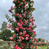 Exotic Hybrid Climbing Rose Flower Seeds – Pack of 20  - Fourth of July - Rose Seeds