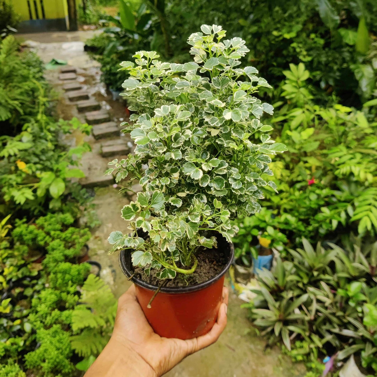 Aralia Miniature White Variegated – Healthy Live Indoor Plant with White Pot | Air Purifying Plant for Home & Office Décor - Best Selling