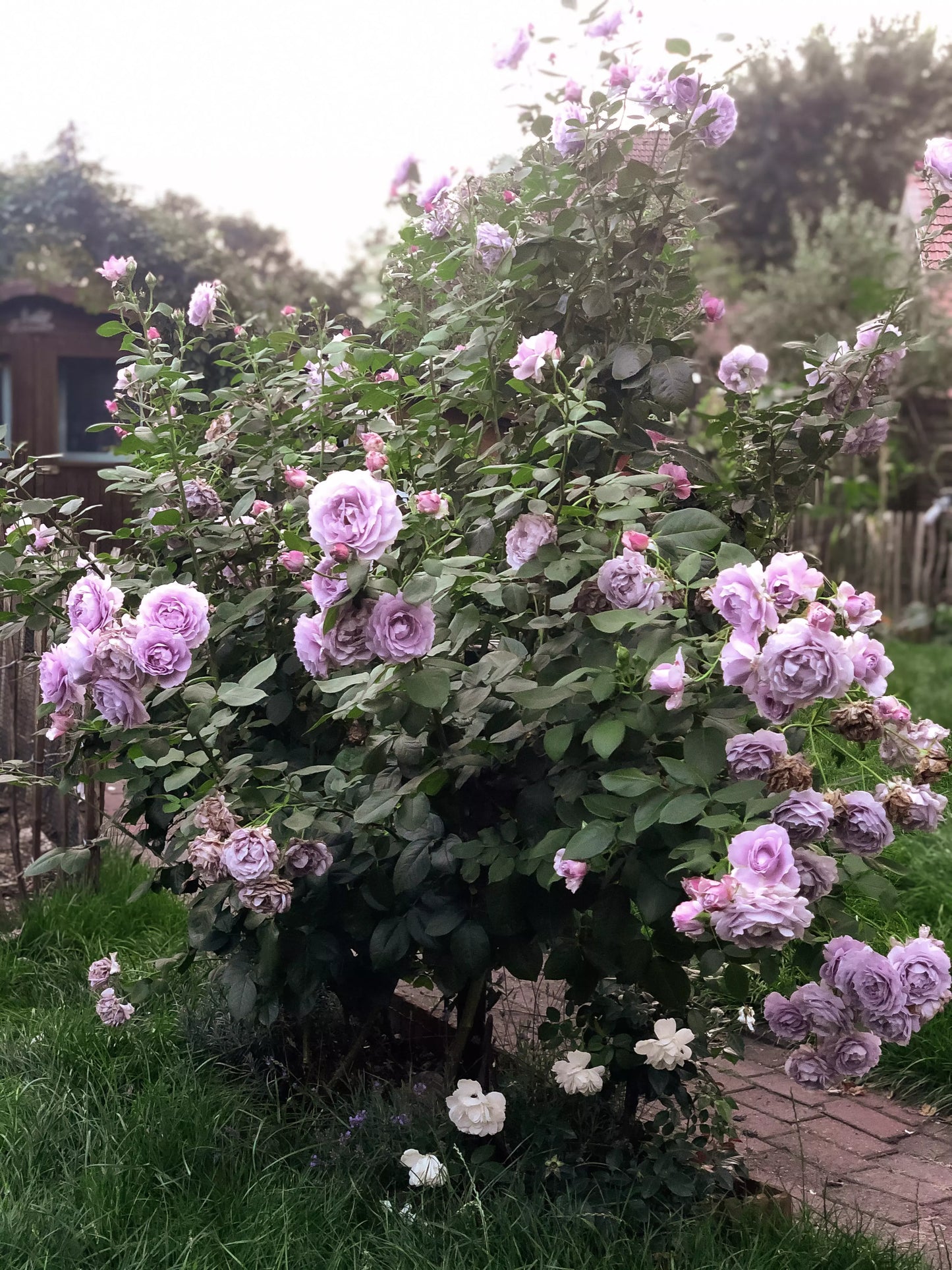 Exotic Hybrid Climbing Rose Flower Seeds – Pack of 20  - Novalis - Rose Seeds