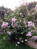 Exotic Hybrid Climbing Rose Flower Seeds – Pack of 20  - Novalis - Rose Seeds
