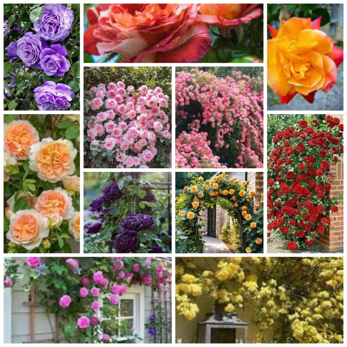 11 Stunning Rare Climbing Rose 50 Seeds+ Free 250gm Growth Booster -Rose seeds