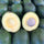 Reed Avocado Seeds – Pack of 2 - Fruit Seeds
