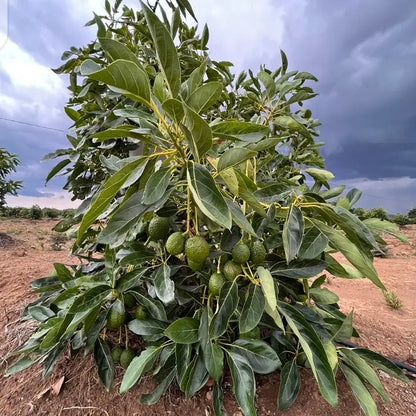Fuerte Avocado Seeds – Pack of 2 - Fruit Seeds