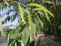 Salix tetrasperma -Medicinal Plant