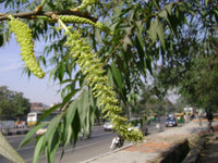 Salix tetrasperma -Medicinal Plant