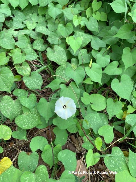 Ipomoea Obscura-Medicinal Plant