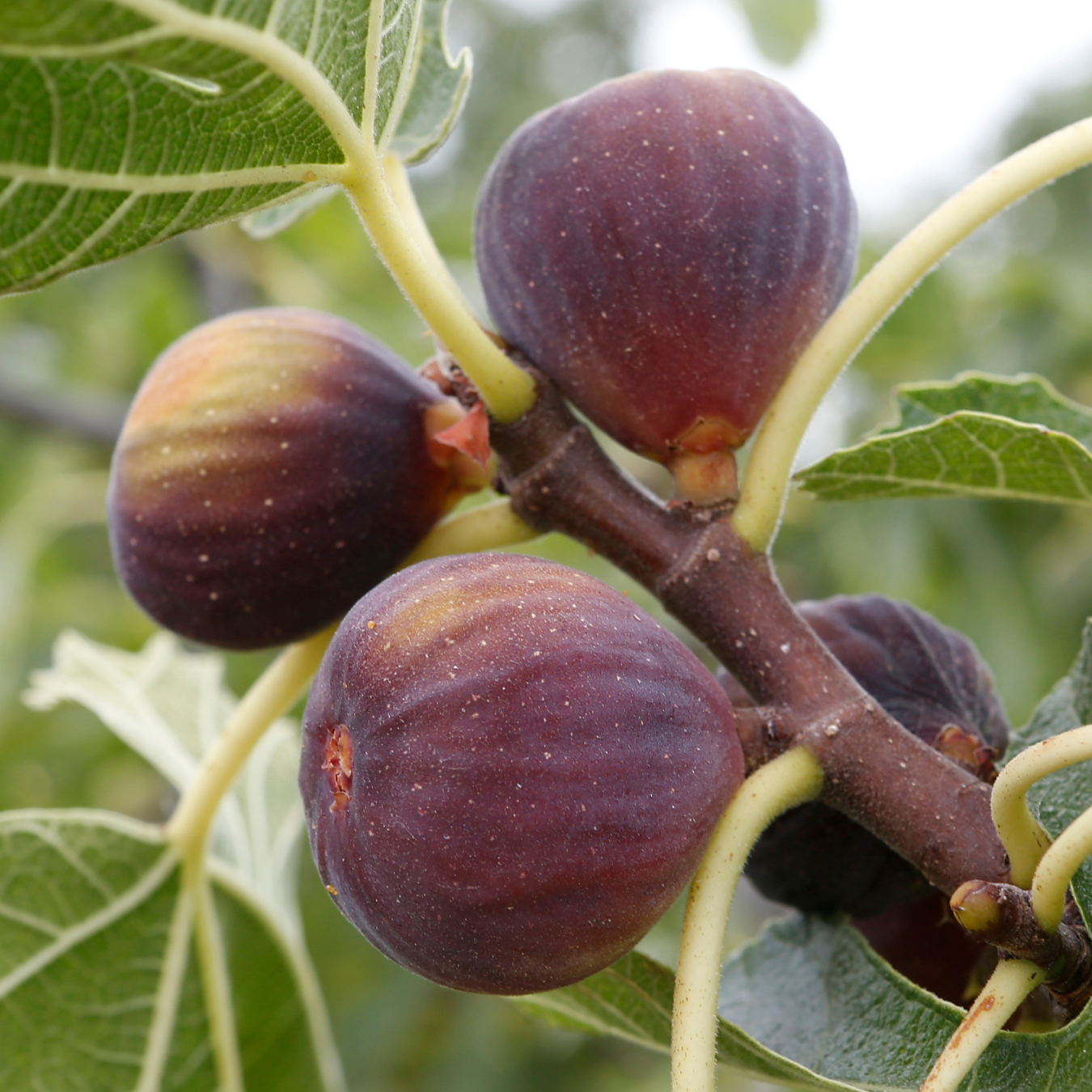 Israel Fig - Red - Ficus Carica Fruit Plant – Royal Paradise Garden