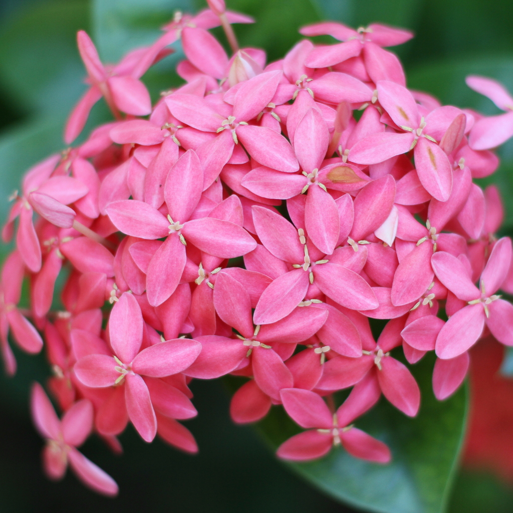Vibrant Pink Ixora Mini Dwarf Hybrid Flower Plant Live in Polybag