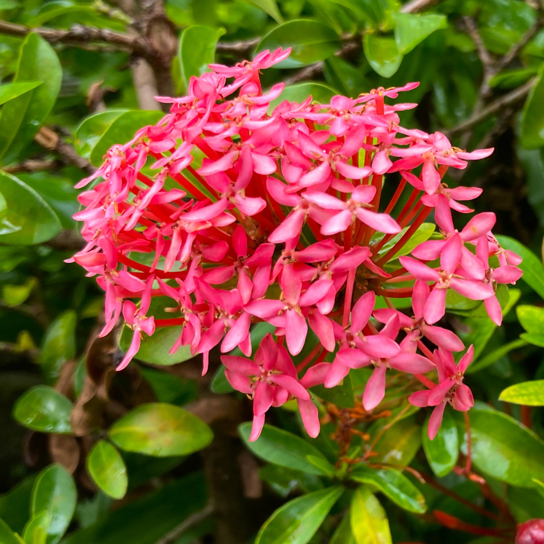 Vibrant Pink Ixora Mini Dwarf Hybrid Flower Plant Live in Polybag