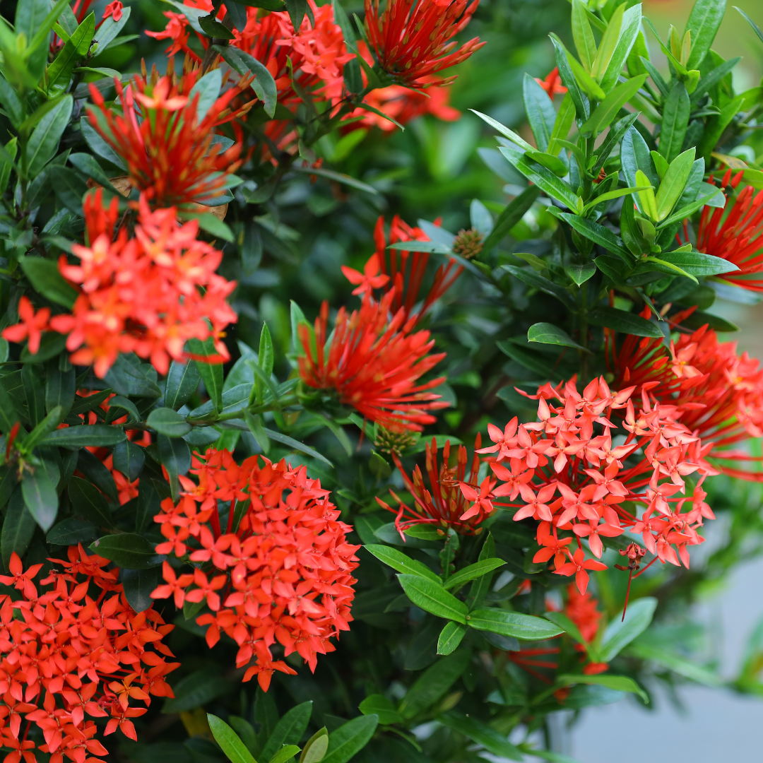 Vibrant Red Mini Dwarf Ixora Live Hybrid Flower Plant for Gardens