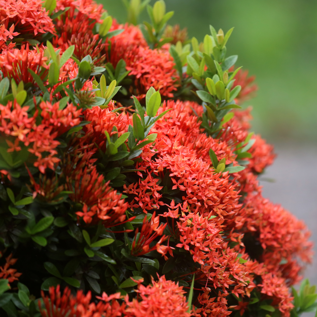 Vibrant Red Mini Dwarf Ixora Live Hybrid Flower Plant for Gardens