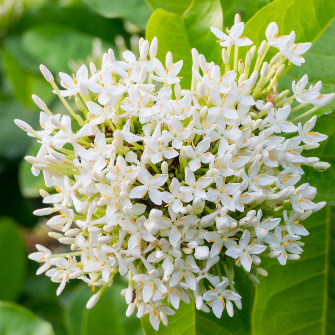 Ixora White Mini Dwarf Hybrid Flower Plant Live in Polybag