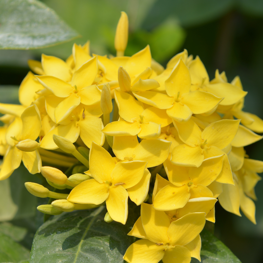 Vibrant Yellow Ixora Dwarf Hybrid Flower Plant - Live Garden Beauty