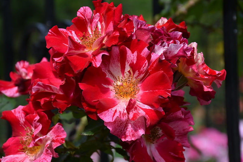 Exotic Hybrid Climbing Rose Flower Seeds – Pack of 20  - Fourth of July - Rose Seeds