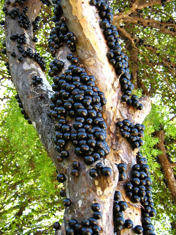 Jaboticaba Sabara Fruit Plant