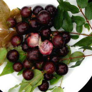 Jaboticaba Grauda Fruit Plant