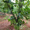 Live Malaysian Jackfruit Plant – Grafted & Ready to Grow  -Fruit Plants
