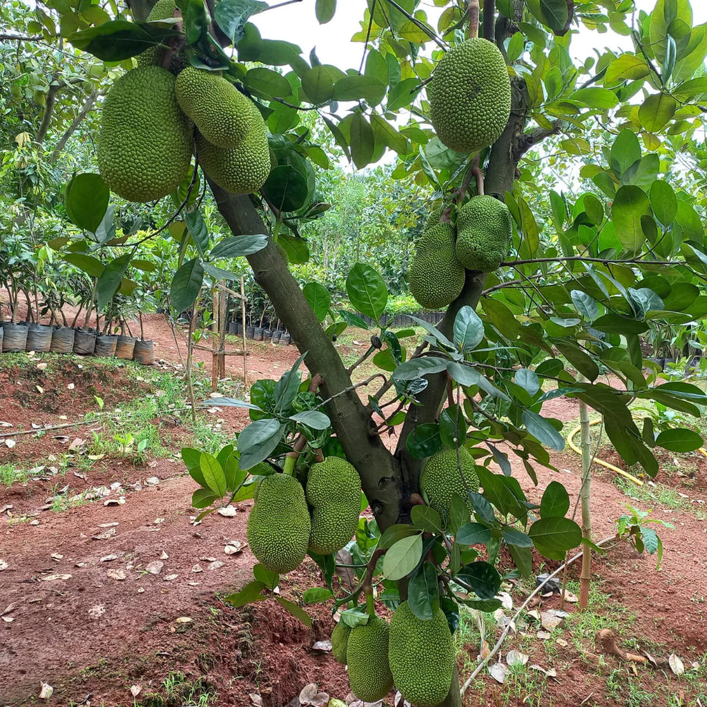 Live Malaysian Jackfruit Plant – Grafted & Ready to Grow  -Fruit Plants