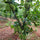 Live Malaysian Jackfruit Plant – Grafted & Ready to Grow  -Fruit Plants