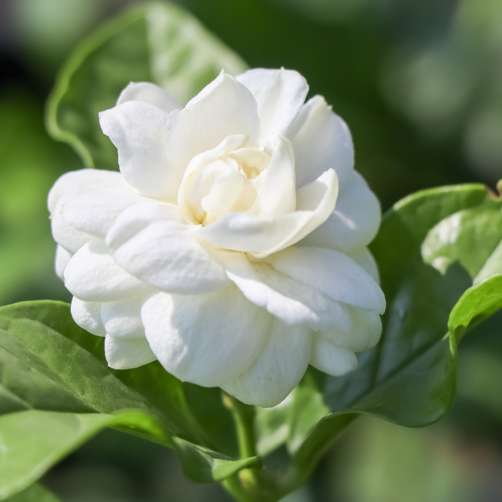 Fragrant Arabian Double Jasmine Hybrid Flower Plant: Live Polybag Sapling for Gardens