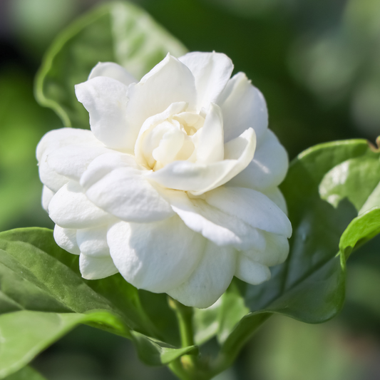 Fragrant Arabian Double Jasmine Live Plant: Aromatic Hybrid Flower for Your Garden