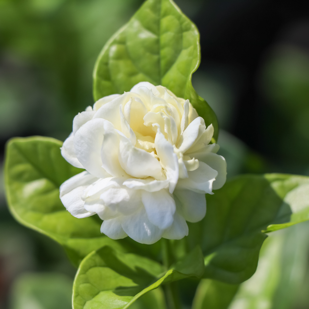 Fragrant Arabian Double Jasmine Hybrid Flower Plant: Live Polybag Sapling for Gardens