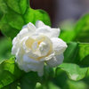 Fragrant Arabian Double Jasmine Hybrid Flower Plant: Live Polybag Sapling for Gardens