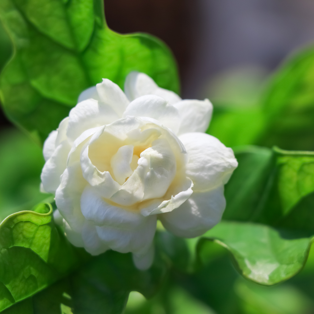 Fragrant Arabian Double Jasmine Hybrid Flower Plant: Live Polybag Sapling for Gardens