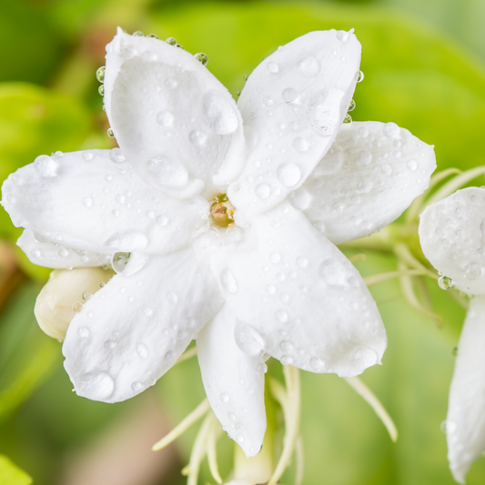 Fragrant Common Jasmine Hybrid Flower Plant: Live Outdoor Ornamental Shrub for Gardens
