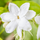 Fragrant Common Jasmine Hybrid Flower Plant: Live Outdoor Ornamental Shrub for Gardens